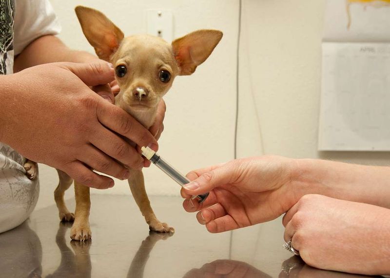 21 Interesting Facts About the Chihuahua - Small in Size, Big in Personality 8 Health Considerations