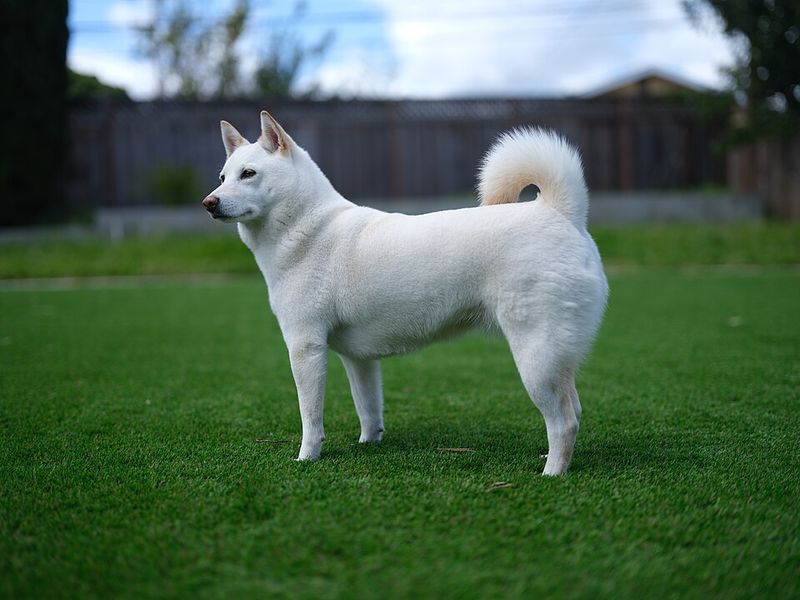 These 13 dog breeds often choose familiar faces over busy playgroups 3 Shiba Inu