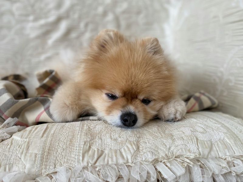 Pomeranian