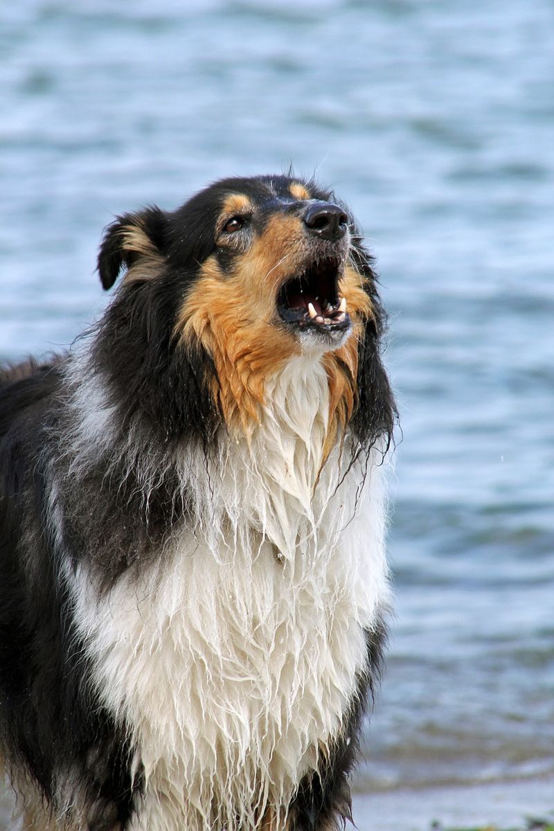 Collie
