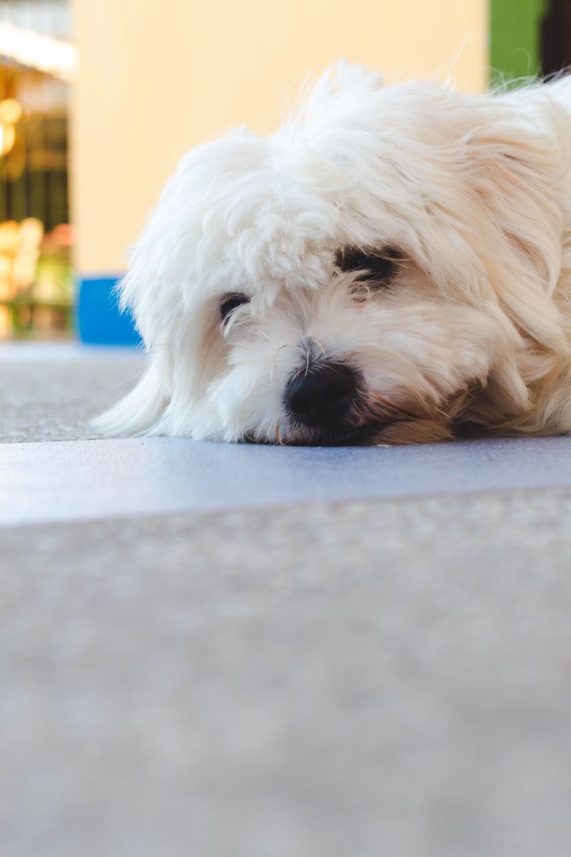 A Maltese may steal your heart - but these 10 realities come with the package 9 They dislike being left alone