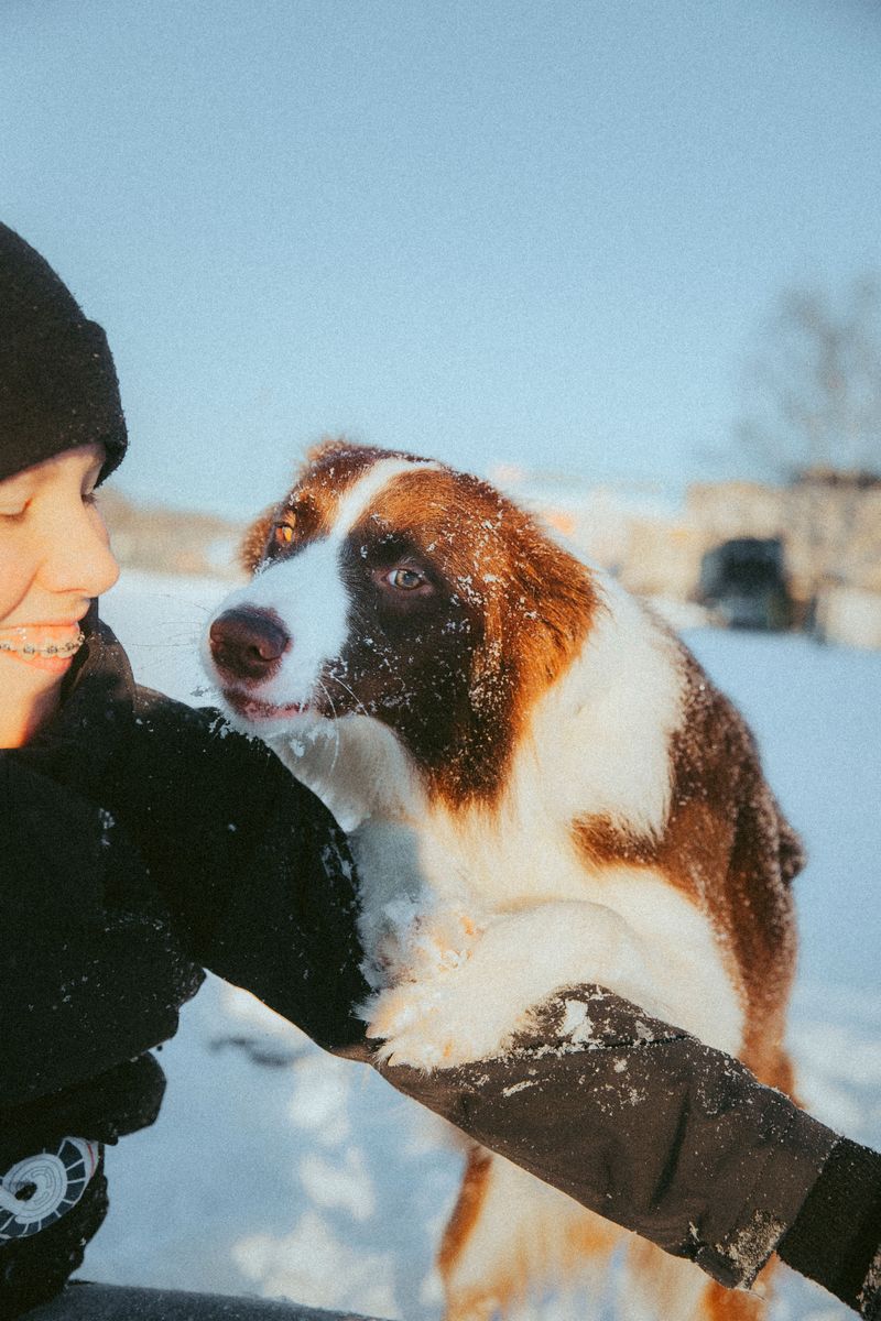 Give these 11 dog breeds a real job, and they'll amaze you every single day 5 Australian Shepherd