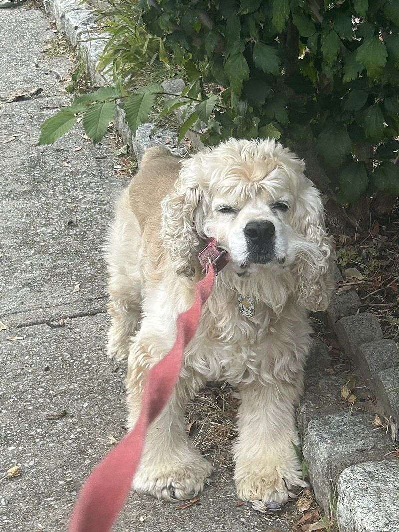 Cocker Spaniel