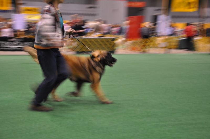 Leonberger