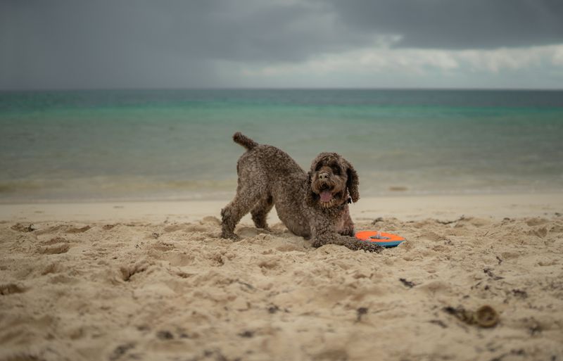 These 10 dog breeds keep going viral for good reason – plus 2 rising internet favorites 13 Lagotto Romagnolo
