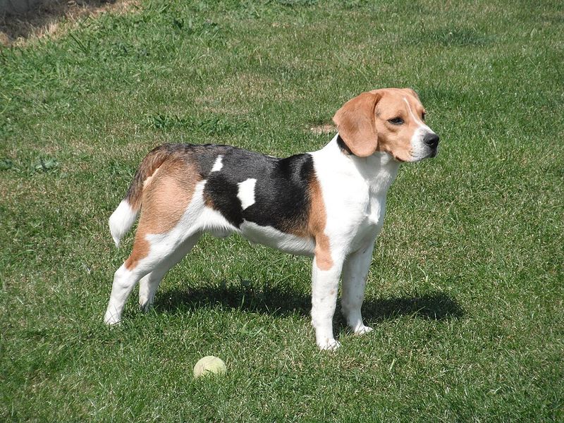 Your children may remember their first dog forever - These gentle breeds can make that bond something special 5 Beagle