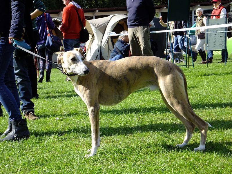The best part about these dog breeds isn't how they play - it's how well they unwind afterward 2 Whippet