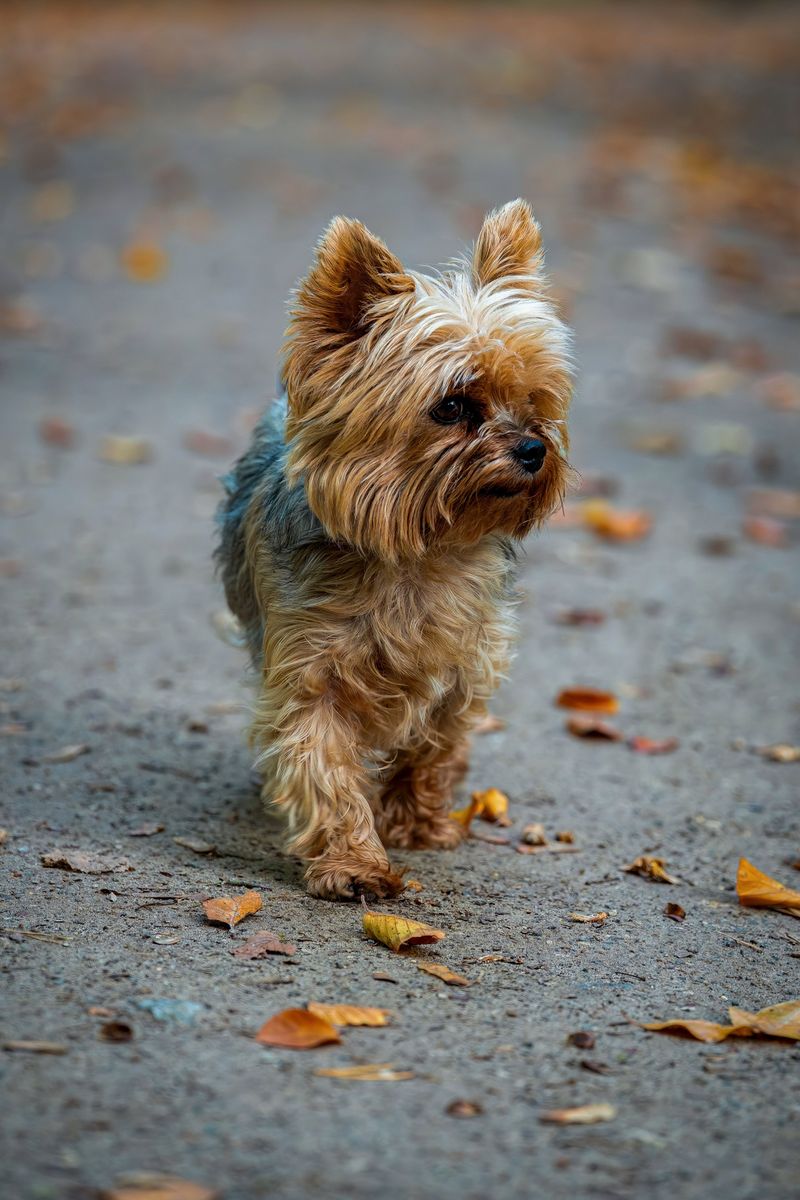 Choosing a dog for the next decade changes which breeds suddenly make sense 11 Yorkshire Terrier