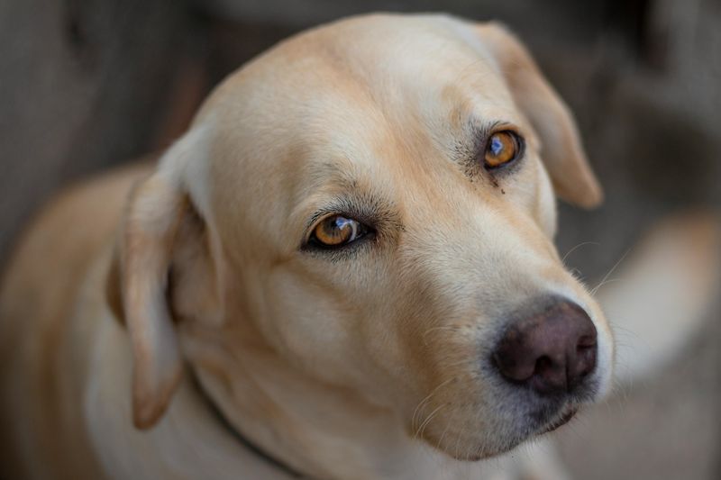 18 Deeply Devoted Dog Breeds That Wear Their Hearts on Their Paws 4 Labrador Retriever