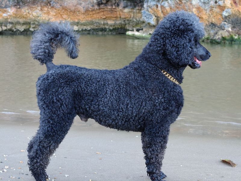 These 11 dog breeds have an uncanny talent for being exactly where they're needed most 8 Standard Poodle
