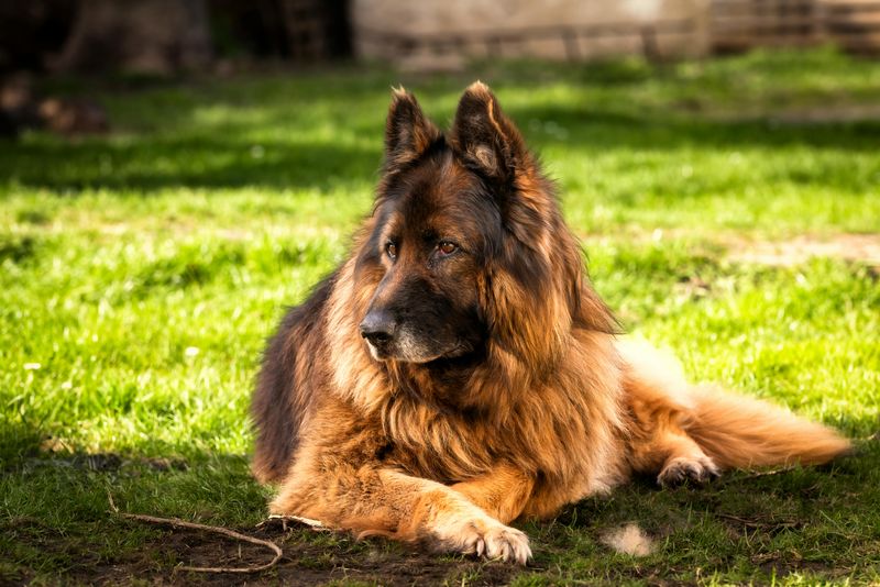 German Shepherd