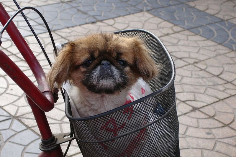 Pekingese