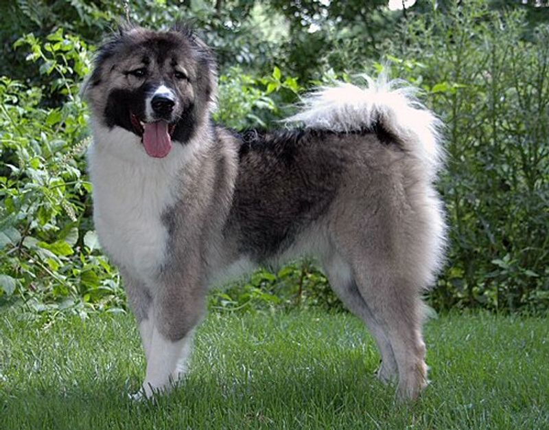 Caucasian Shepherd