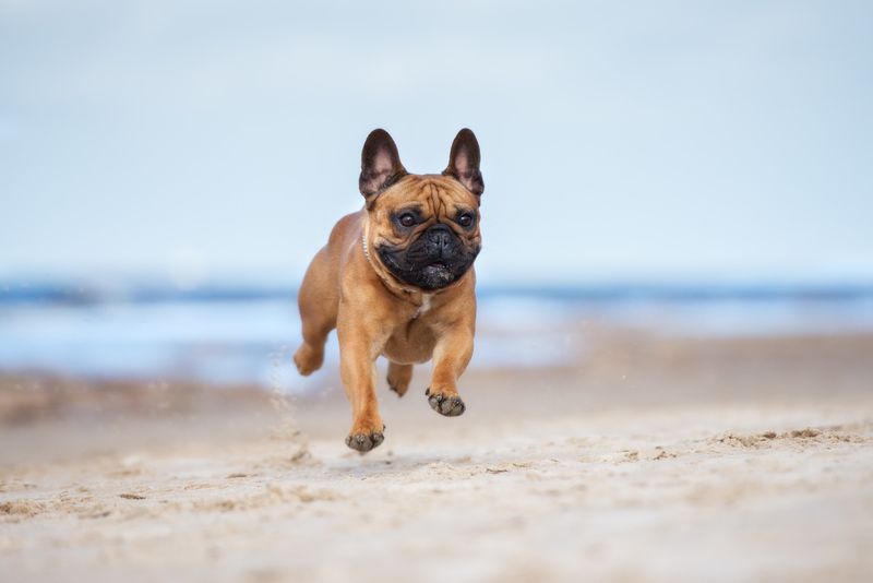 13 Medium-Sized Family Dogs That Thrive In Busy Homes With Kids And Backyards 12 French Bulldog