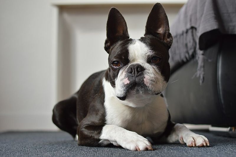 When nobody has hours to waste every day, these dog breeds start making a lot more sense 2 Boston Terrier