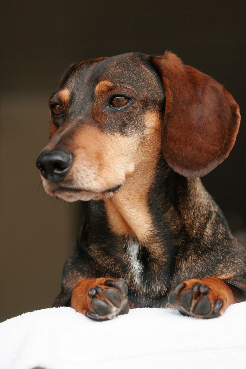 Everyone in the house may love them - these dog breeds can still make their favorite person painfully obvious 2 Dachshund