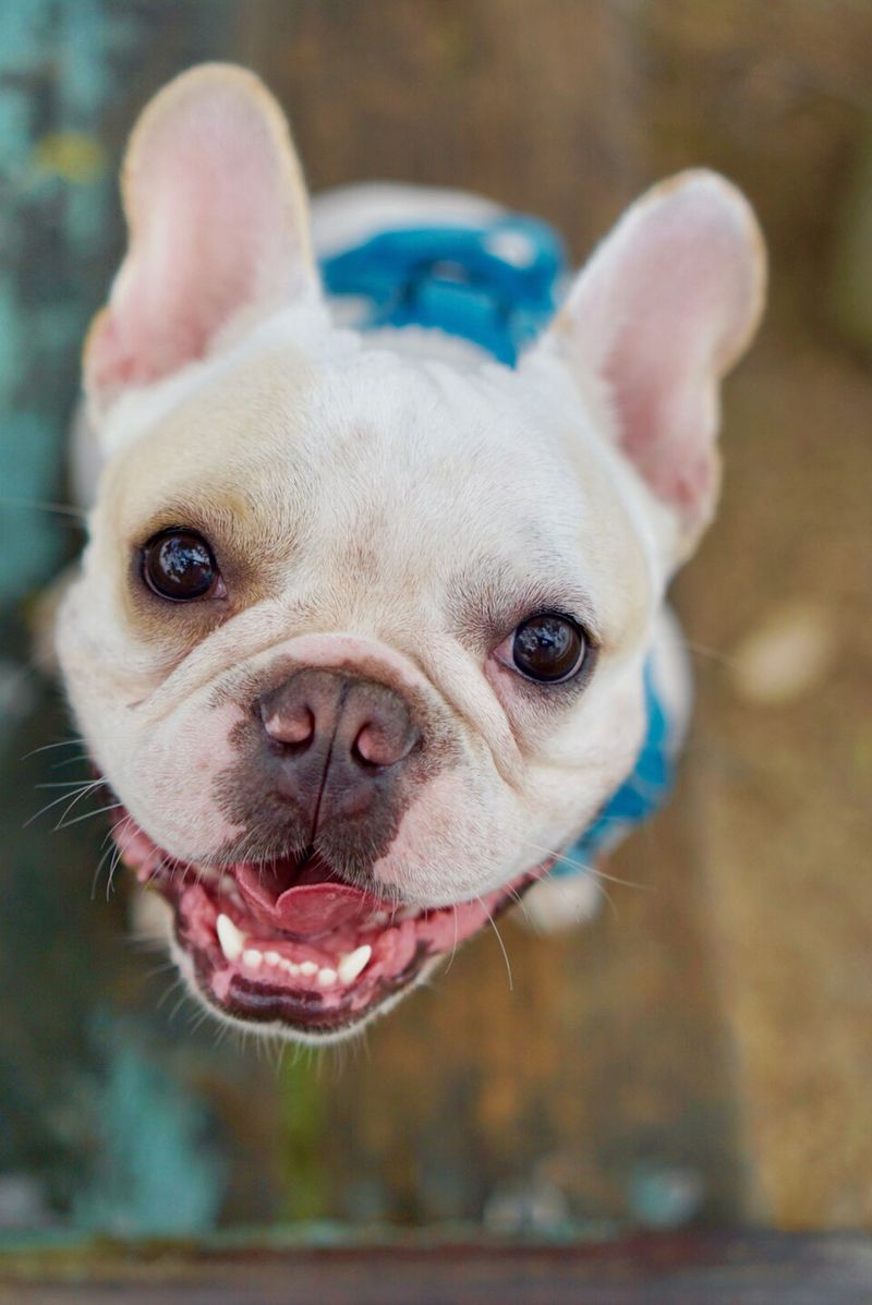 Dog Name Trends Are Shifting Fast - 15 Picks Owners Keep Repeating (and Why) 5 Charlie