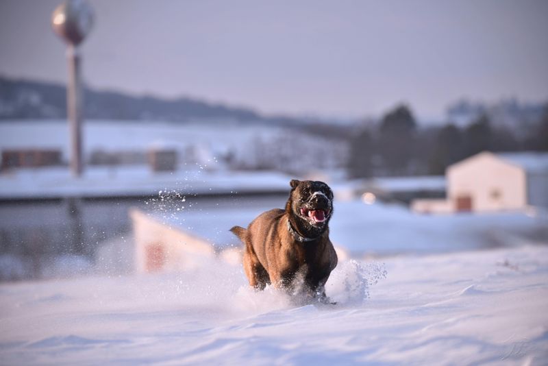 These Dog Breeds Are Showing Surprising Adaptability to Climate Change 4 Belgian Malinois