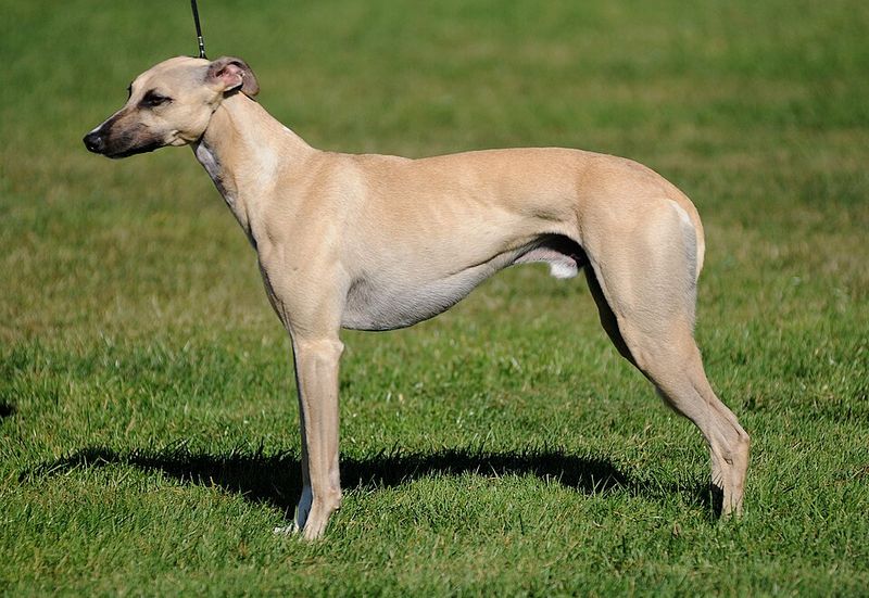 13 perfectly balanced mid-size dog breeds Americans are obsessed with right now 10 Whippet