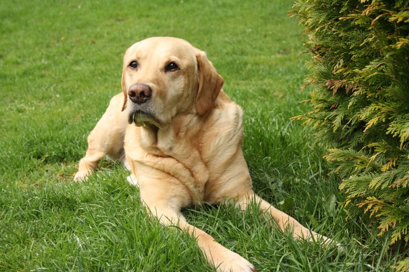 Before bringing home your dream breed, know how many years owners typically get to hope for 6 Labrador Retriever Snack Wisdom