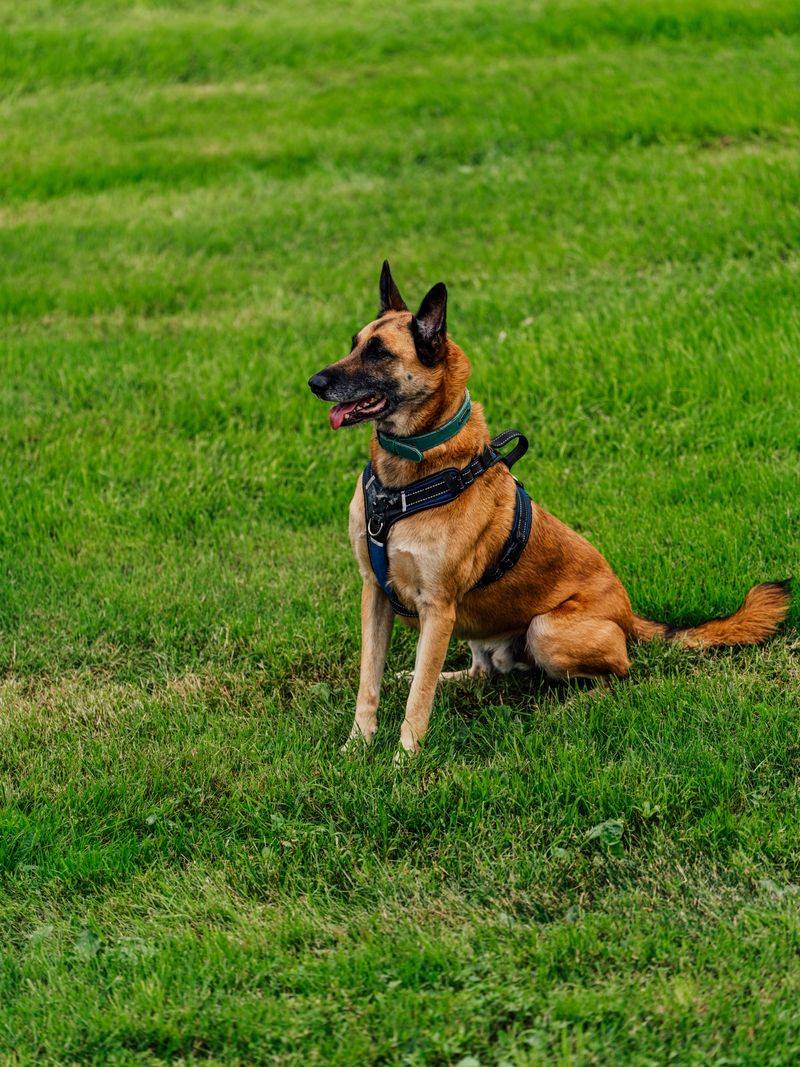 12 dog breeds that can shut down around conflicting commands - plus 3 that roll with the chaos 7 Belgian Malinois - laser-focused athlete needing crisp plans
