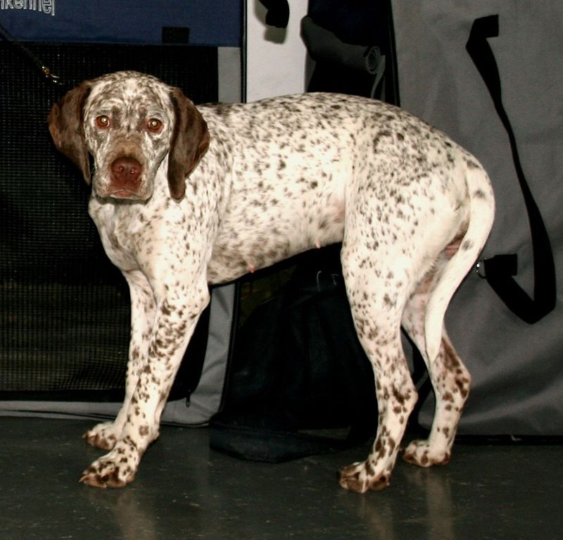 Braque Du Bourbonnais