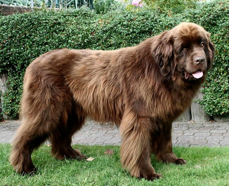27 Dog Breeds That Show Loyalty Through Affection and Daily Companionship 12 Newfoundland