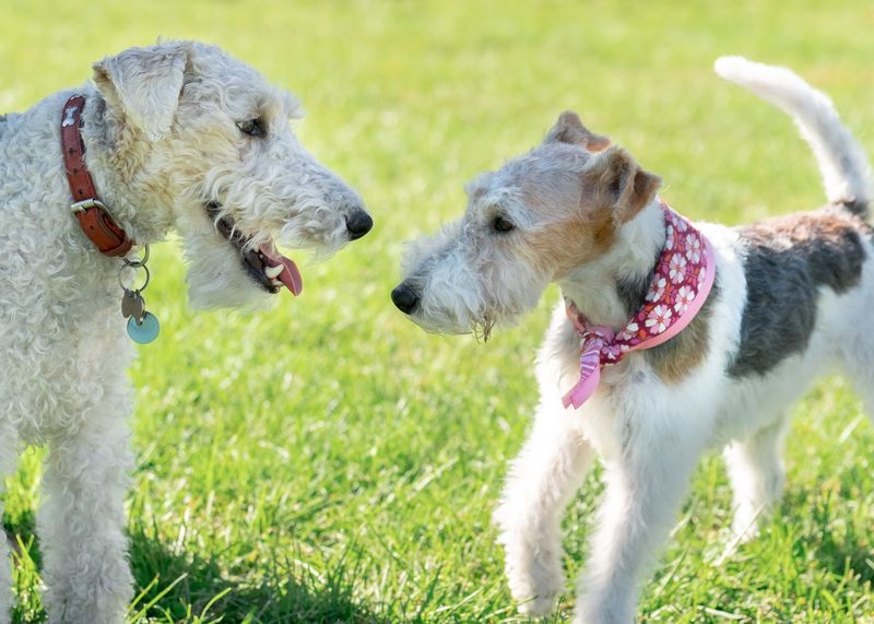 23 Dog Breeds That Need Early Socialization to Live Peacefully with Other Pets 19 Fox Terrier