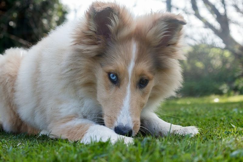 Collie