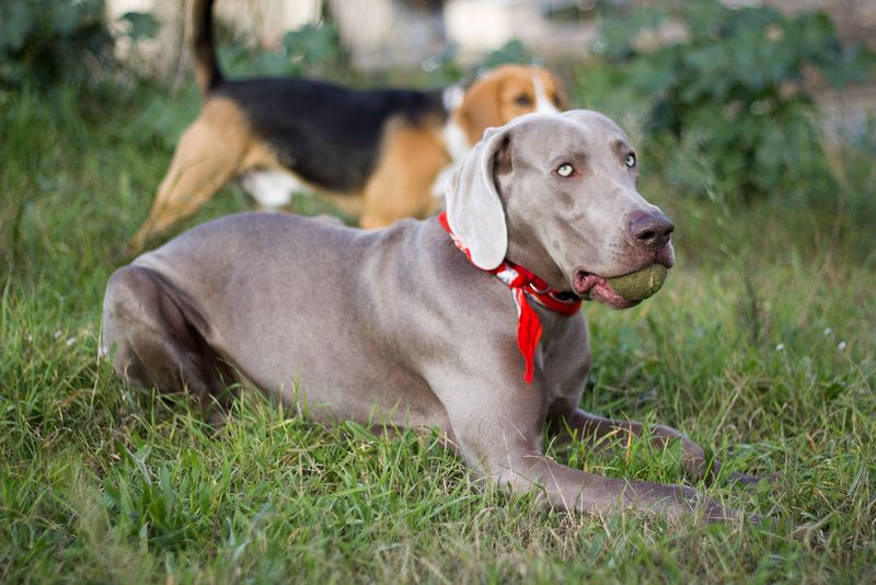 The biggest off-leash mistake owners make often involves these dog breeds 12 Weimaraner