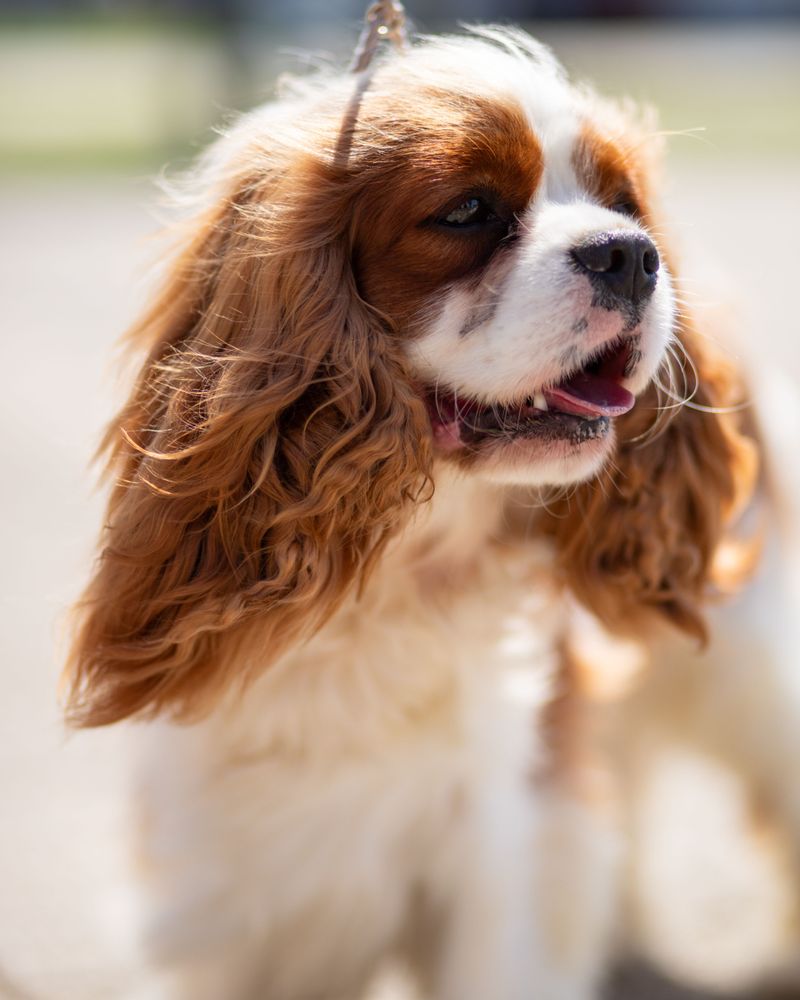 Not every dog needs constant excitement to be happy - and these breeds prove it 7 Cavalier King Charles Spaniel
