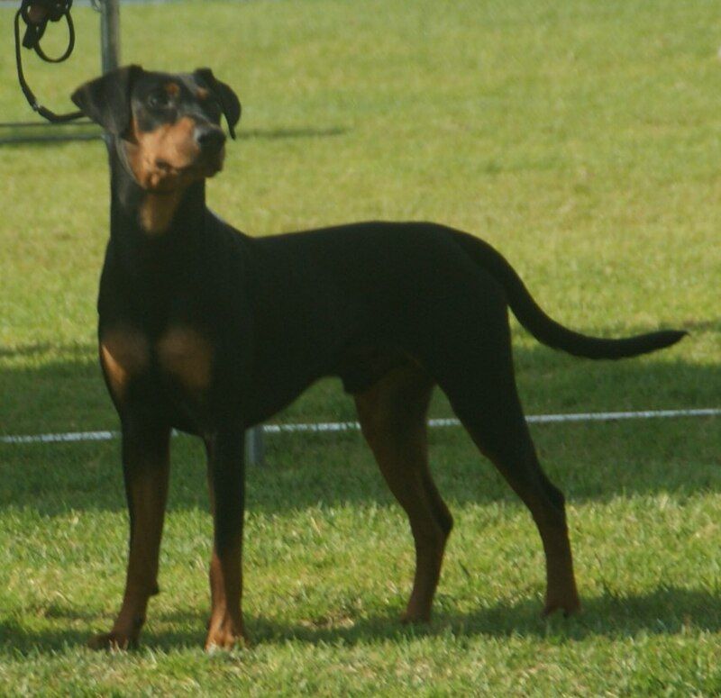 German Pinscher