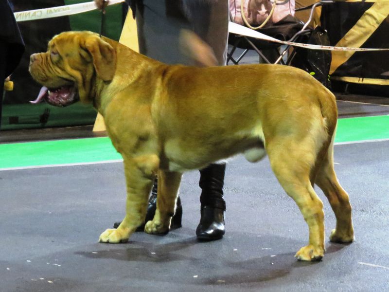 25 Dog Breeds Similar to the Bullmastiff in Strength and Temperament 5 Dogue de Bordeaux