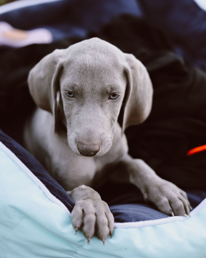 Weimaraner