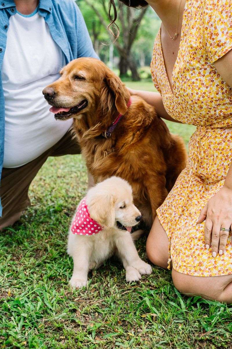 These remarkably intuitive dog breeds often sense feelings people try to hide 2 Golden Retriever