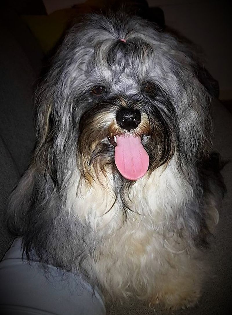 Russian Tsvetnaya Bolonka