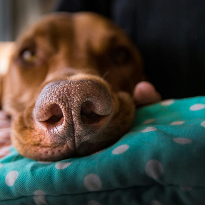 Myth 8: If the nose is warm, there is a fever