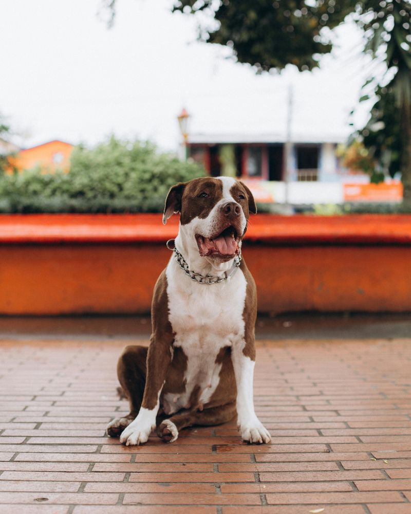 American Pit Bull Terrier