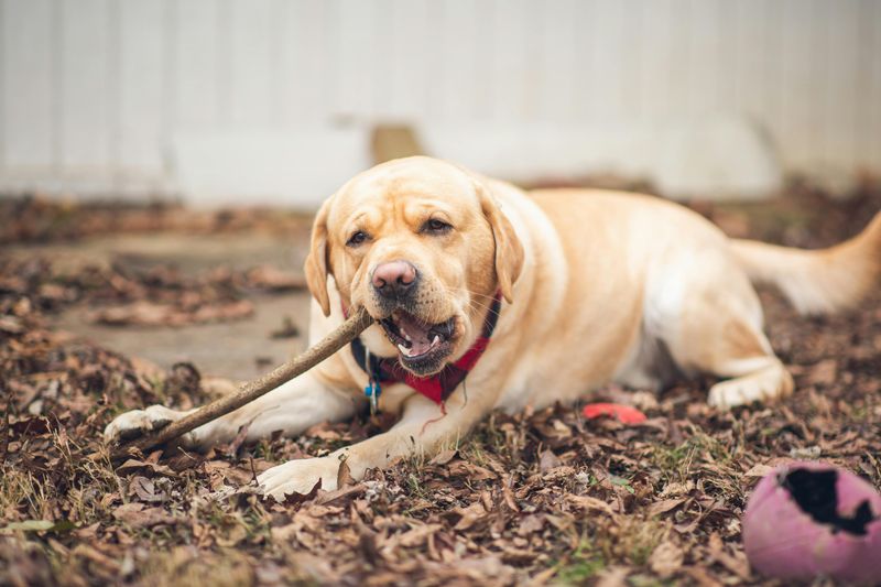 11 dog breeds known for powerful and constant chewing 2 Labrador Retriever