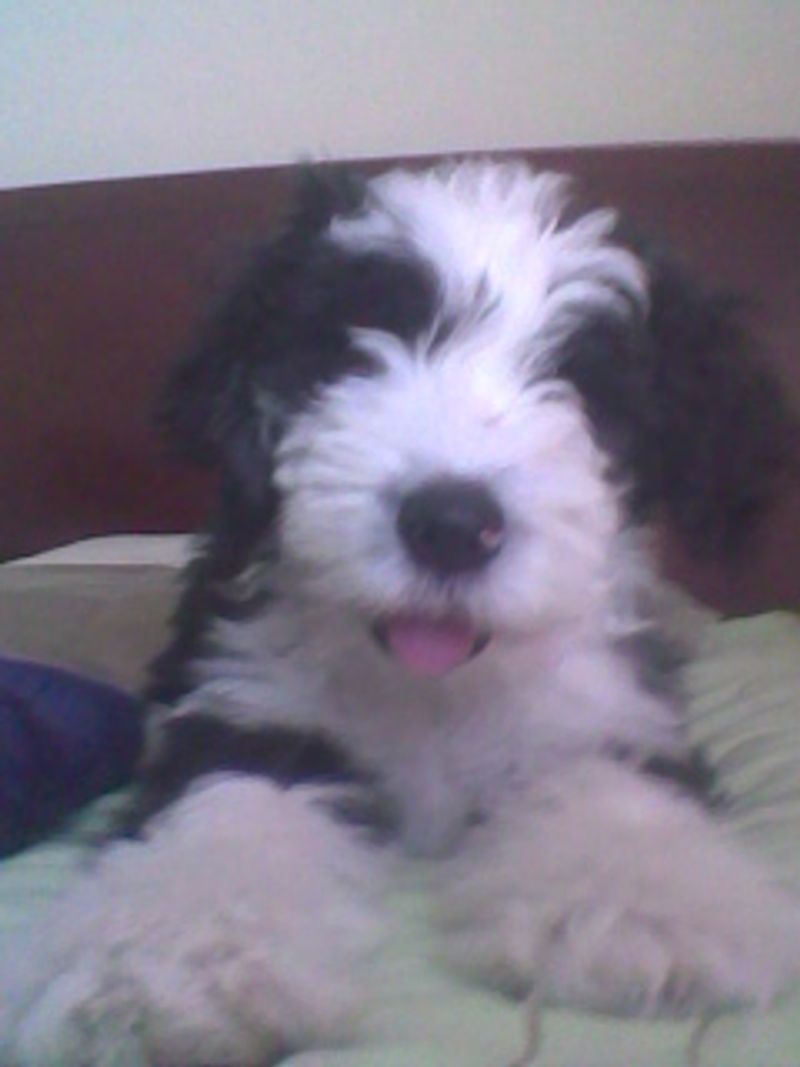 Think you know how your puppy will look? These 10 breeds may surprise you 3 Bearded Collie
