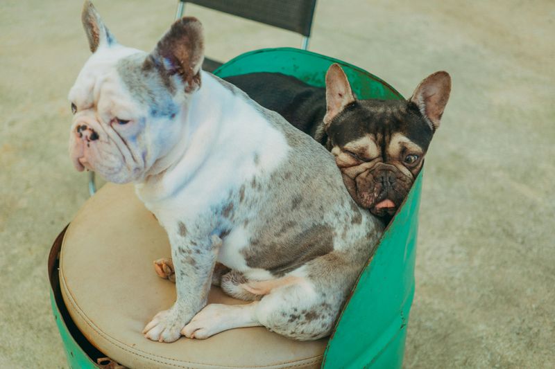 French Bulldog