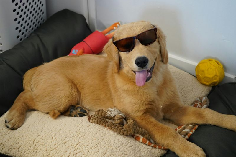 14 Dog Breeds So Naturally Goofy They’ll Have You Laughing Constantly 6 Golden Retriever
