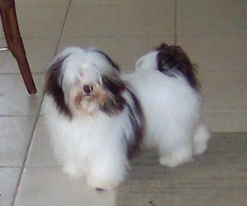 Havanese
