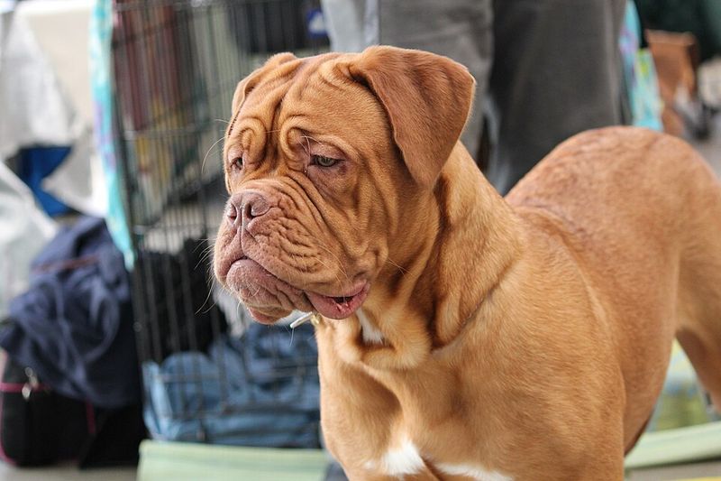 14 strong dog breeds that match the bullmastiff’s calm but intimidating energy 7 Dogue de Bordeaux