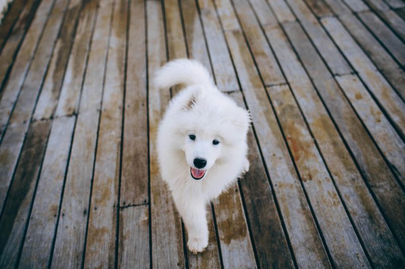 If You Live for Winter Walks, Start With These 14 Cold-Weather-Loving Breeds 4 Samoyed
