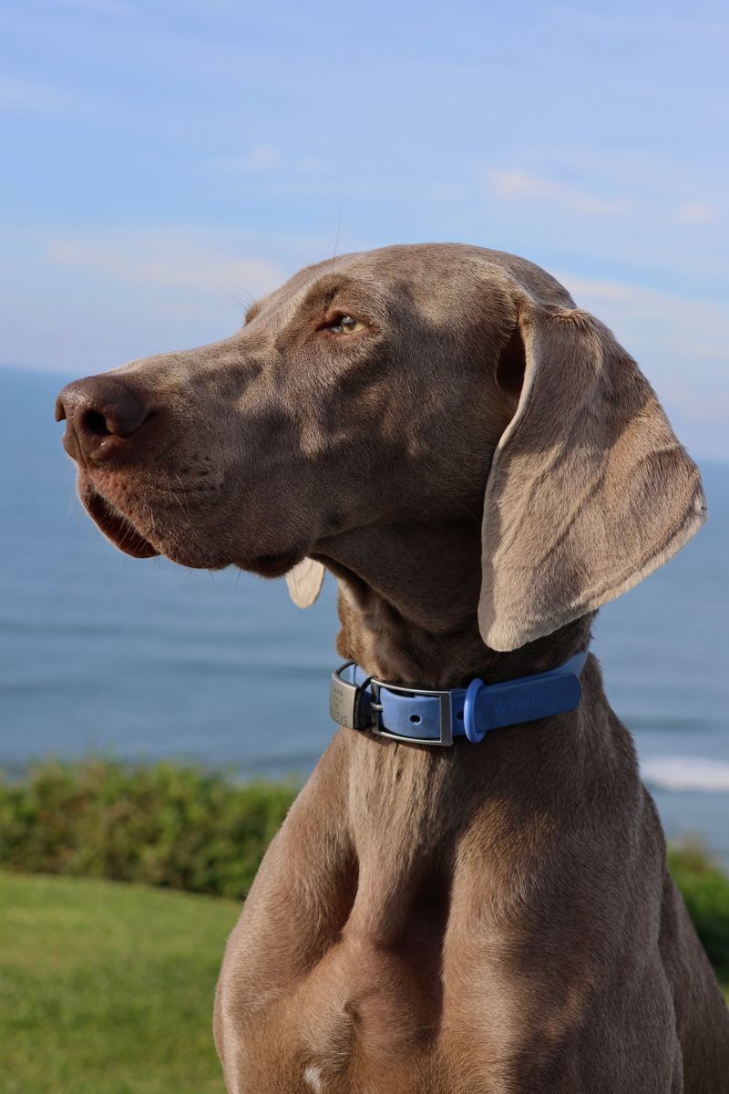 Something moved in the grass - and these 12 dog breeds have already launched the investigation 6 Weimaraner