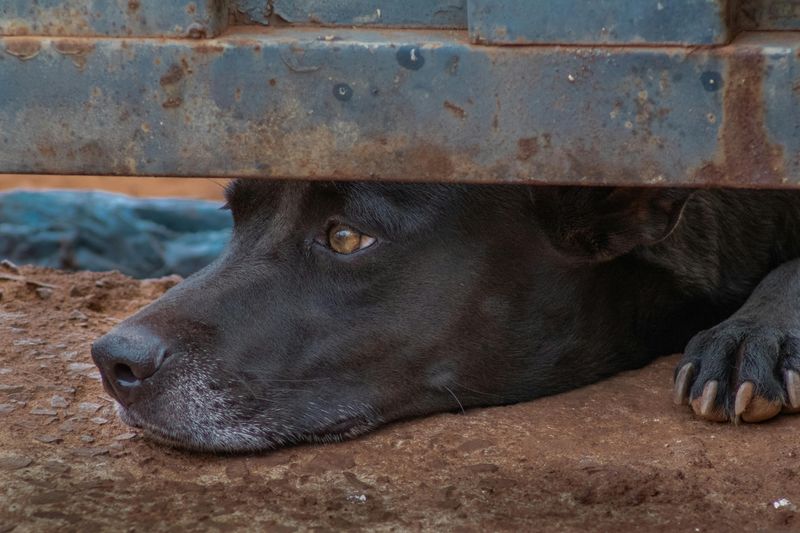 20 Important Factors to Consider Before Purchasing a Dog from a Breeder 15 Breeder Dogs May Lack Early Emotional Resilience