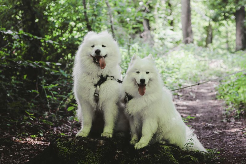 Samoyed