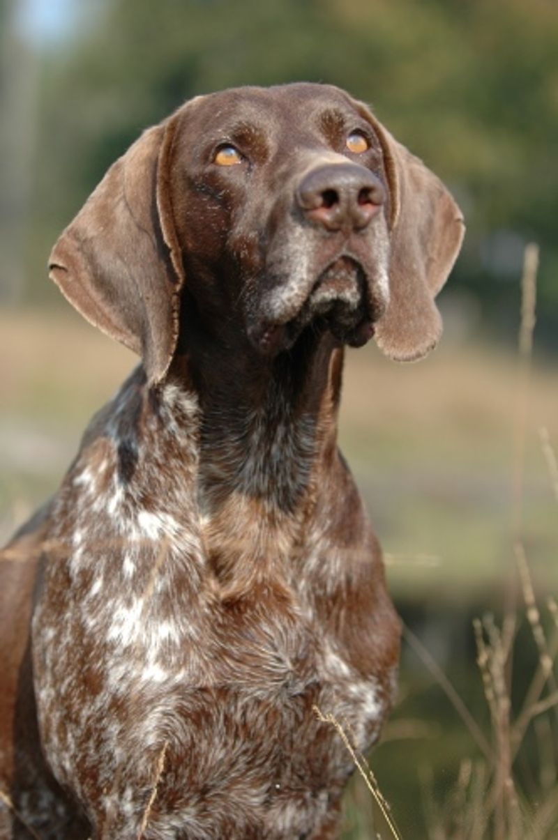 10 dogs that have mastered the art of doing absolutely nothing - and 4 that apparently never took the class 15 German Shorthaired Pointer
