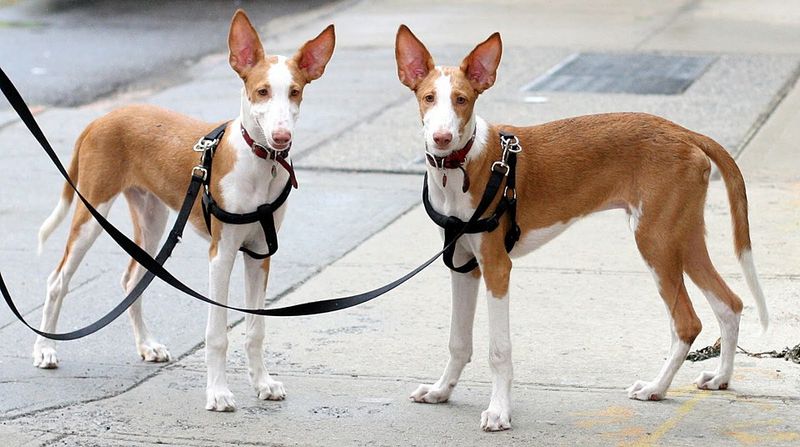 26 Healthy Dog Breeds That Rarely Face Serious Medical Issues 18 Ibizan Hound